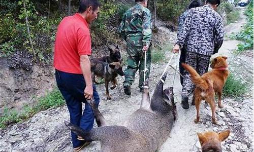 饭馆遭遇野猪突袭 食客合力抓捕